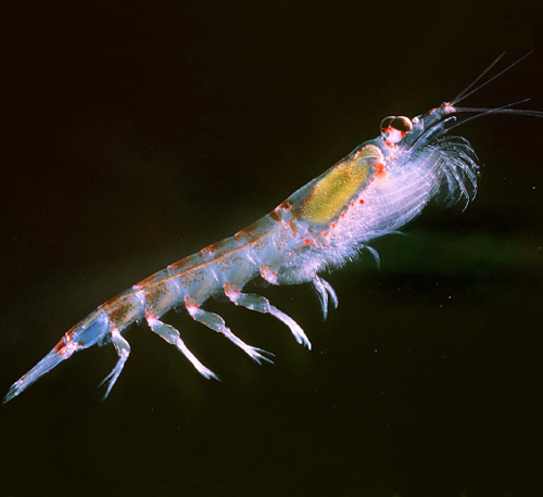 Krill is the cornerstone of the Antarctic food web.  It is an essential food source for whales, penguins, seals, fish, seabirds and other marine creatures (Image source: Uwe Kils)