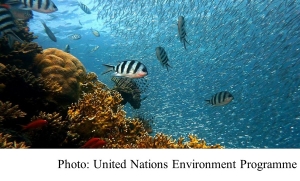 The fate of coral reefs at stake as key UN talks begin in Egypt: New coalition urges action to save reefs (United Nations Environment Programme - 20181113)