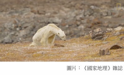心碎！氣候變遷的受害者––令人鼻酸的「皮包骨」北極熊《國家地理》雜誌