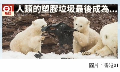 挪威極北群島北極熊爭玩黑膠袋　研究人員：島上近90%動物腸道有塑膠 (香港經濟日報 - 20180716)