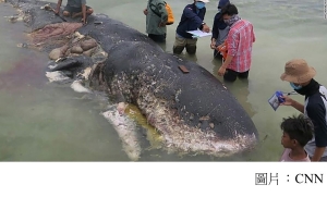 Dead whale in Indonesia had swallowed 1,000 pieces of plastic (CNN - 20181120)