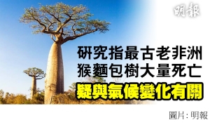 研究指非洲古老猴麵包樹大量離奇死亡　疑因氣溫上升及乾旱　專家震驚 (明報 - 20180612)