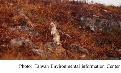 換毛跟不上暖冬腳步 氣候變遷讓伶鼬的雪地「隱蔽色」失效 (Taiwan Environmental information Center - 20180619)