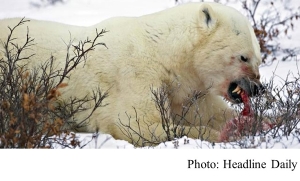 北極熊走投無路 難忍飢餓殘殺小熊填肚 (Headline Daily - 20200229)