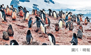 全身泥濘恐失溫亡 南極暖化驚現「血」企鵝 (晴報 - 20200508)