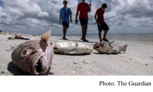 Toxic &#039;red tide&#039; algae bloom is killing Florida wildlife and menacing tourism (The Guardian - 20180814)