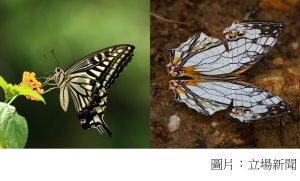 節氣觀蝶調查：品種數目同創 15 年新高　氣候變化或影響蝴蝶生態 (立場新聞 - 20200402)