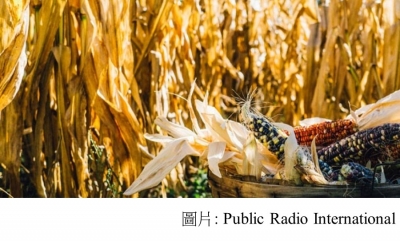 The global corn crop is vulnerable to the effects of climate change (Public Radio International - 20180715)
