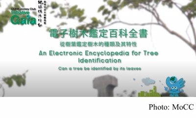 An Electronic Encyclopedia for Tree Identification