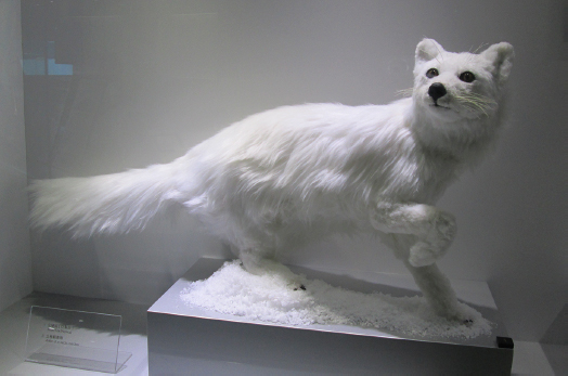 The new exhibit in the Jockey Club Museum of Climate Change—the Arctic fox 
