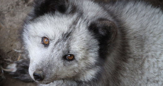 The Arctic fox sheds its winter cloak and turns brown or grey in the summer months.