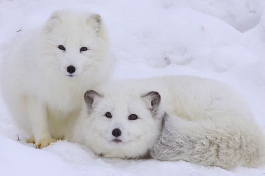 Arctic foxes in deep snow