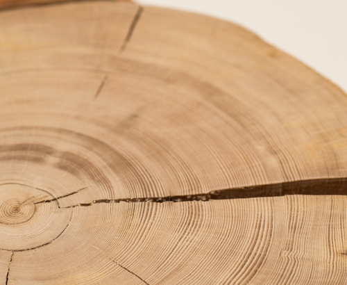 來自雲南麗江玉龍雪山的樹木樣本（長苞冷杉）顯示出一圈圈的年輪，現時展示於賽馬會氣候變化博物館