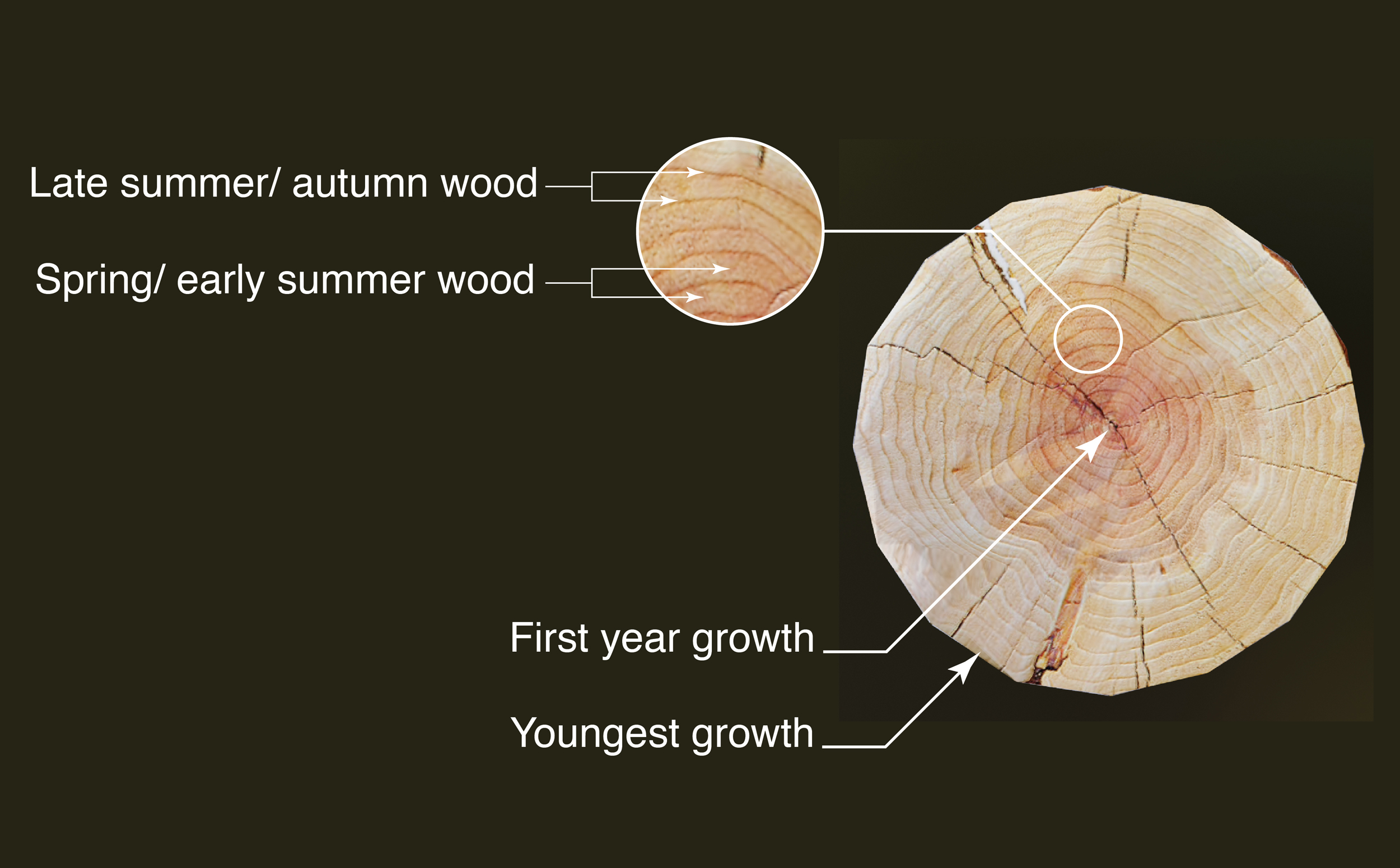 The seasonal growth in a tree’s girth forms measurable concentric rings every year which persist throughout the lifetime of a tree (click to zoom)