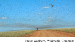 Locust swarms and climate change (United Nations Environment Programme - 20200206)