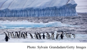 The Race To Save The Antarctic’s Penguins, Whales And Seals (Huffpost - 20181025)