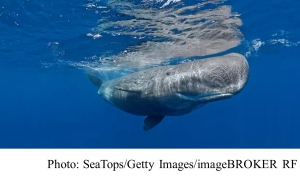 Sighting of sperm whales in Arctic a sign of changing ecosystem, say scientists (The Guardian - 20181107)