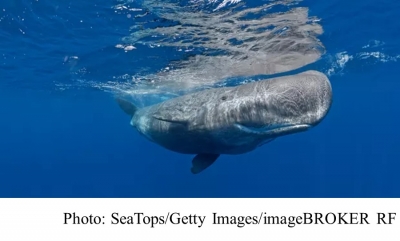 Sighting of sperm whales in Arctic a sign of changing ecosystem, say scientists (The Guardian - 20181107)