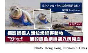 攝影師揭人類垃圾的禍害　海豹魚網纏頸傷口潰爛呼吸困難 (Hong Kong Economic Times - 20190111)
