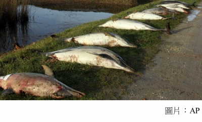 Gruesome mystery as 1,100 dead dolphins, many mutilated and finless, wash ashore in France this year (南華早報 - 20190329)