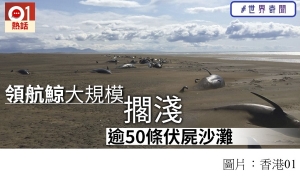 冰島驚現領航鯨大規模擱淺　逾50具屍體埋於沙中 (香港01 - 20190722)