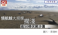 冰島驚現領航鯨大規模擱淺　逾50具屍體埋於沙中 (香港01 - 20190722)