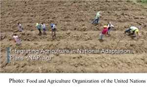 Integrating agriculture in national adaptation plans