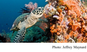 環境署報告：拯救珊瑚礁所剩時間不多 (UN News - 20201221)