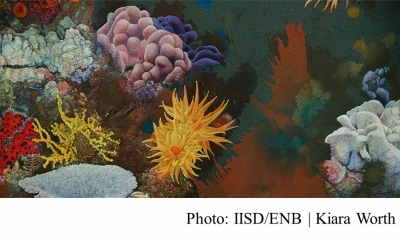 Without Climate Action, UNESCO Projects Disappearance of Coral Reefs by 2100 (IISD - 20180724)