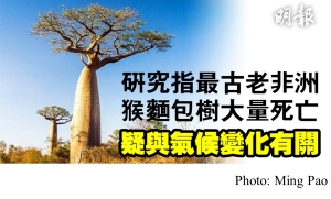 研究指非洲古老猴麵包樹大量離奇死亡　疑因氣溫上升及乾旱　專家震驚 (Ming Pao - 20180612)