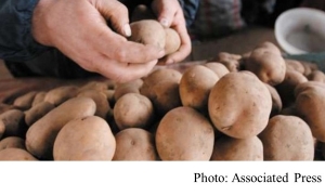氣候暖化影響浮現　連薯仔長度都會變短？ (Oriental Daily News - 20190206)