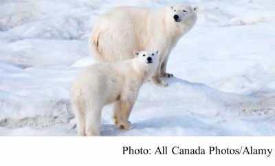 What polar bears in a Russian apartment block reveal about the climate crisis (The Guardian - 20190211)