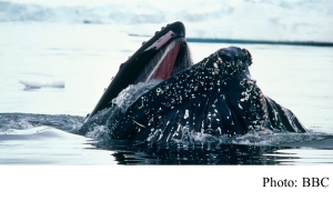 Southwest Atlantic humpback whales on recovery path (BBC - 20191016)