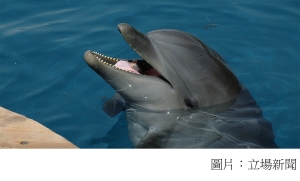國際自然保護聯盟：3.5 萬物種受滅絕威脅　所有淡水海豚無一倖免 (立場新聞 - 20201211)