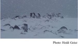 Ecological Responses to Climate Change on the Antarctic Peninsula (American Scientist - 20080701)