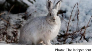 Hares no longer turning white during winter due to impact of climate change (The Independent - 20180220)