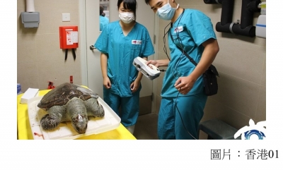 兩綠海龜屍體充斥塑膠垃圾　食道遭膠手套阻塞　團體籲勿亂拋垃圾 (香港01 - 20201028)