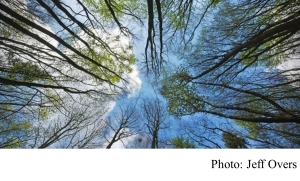 Climate change: UK forests &#039;could do more harm than good&#039; (BBC - 20200407)