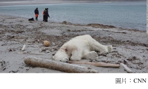 Cruise line faces backlash over shooting of polar bear (CNN - 20180729)