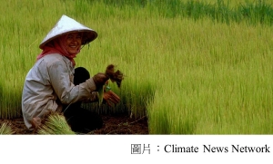 Global warming grows less nutritious rice (Climate News Network - 20180525)