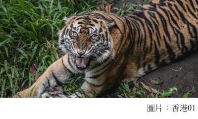 WWF稱野生動物平均數量劇減68%　倡人類改變飲食習慣 (香港01 - 20200910)