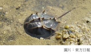 馬蹄蟹保育日　喚起公眾關注「活化石」 (東方日報 - 20200111)