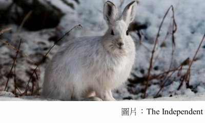 Hares no longer turning white during winter due to impact of climate change (The Independent - 20180220)