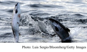 60% of fish species could be unable to survive in current areas by 2100 – study (The Guardian - 20200702)