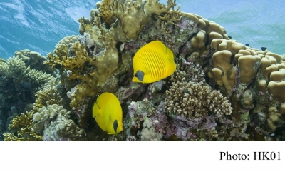 英研究：海洋熱浪近年更熱更久更頻繁　如山火般摧毀大面積生態 (HK01 - 20190305)