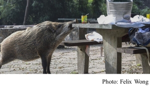 Hong Kong wildlife chiefs to get tough on people who feed wild boars (South China Morning Post - 20190405)