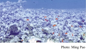 港大研究揭暖化致蟲黃藻變寄生 加速珊瑚白化 (Ming Pao - 20180412)