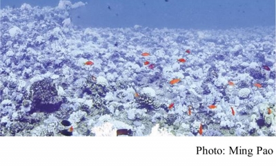 港大研究揭暖化致蟲黃藻變寄生 加速珊瑚白化 (Ming Pao - 20180412)