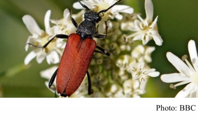 Tree loss pushing beetles to the brink (BBC - 20180305)