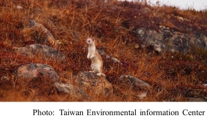 換毛跟不上暖冬腳步 氣候變遷讓伶鼬的雪地「隱蔽色」失效 (Taiwan Environmental information Center - 20180619)
